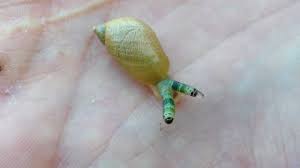 Attēlu rezultāti vaicājumam “Leucochloridium paradoxum larva”