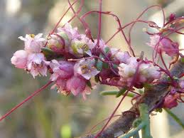 Attēlu rezultāti vaicājumam “Cuscuta europaea flower”
