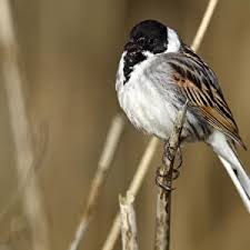 Attēlu rezultāti vaicājumam “Emberiza schoeniclus male”