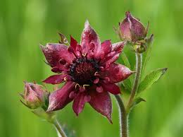 Attēlu rezultāti vaicājumam “Comarum palustre leaf”