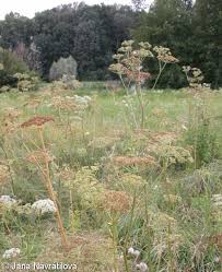 Attēlu rezultāti vaicājumam “Angelica palustris”