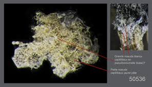 Attēlu rezultāti vaicājumam “Fuligo laevis spores”