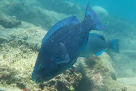 Image result for Scarus trispinosus