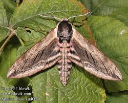 Attēlu rezultāti vaicājumam “Sphinx ligustri”