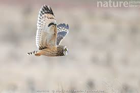 Attēlu rezultāti vaicājumam “Asio flammeus adult”