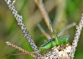 Attēlu rezultāti vaicājumam “Tettigoniodea”
