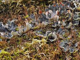 Attēlu rezultāti vaicājumam “Peltigera extenuata”