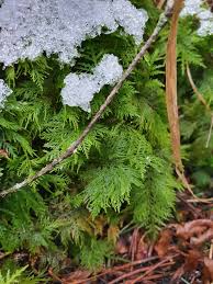 Attēlu rezultāti vaicājumam “Thuidium tamariscinum”
