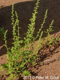 Image result for Chenopodium botrys
