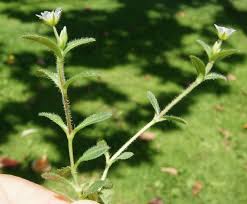 Attēlu rezultāti vaicājumam “Cerastium holosteoides leaf”
