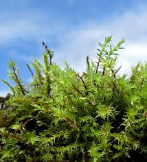 Attēlu rezultāti vaicājumam “Bryum funkii”