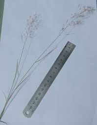 Attēlu rezultāti vaicājumam “Deschampsia flexuosa bud”