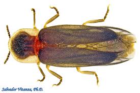 Attēlu rezultāti vaicājumam “Lampyridae”