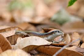 Attēlu rezultāti vaicājumam “Sauria”