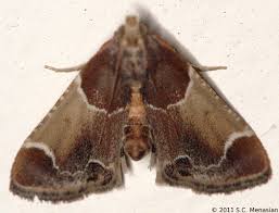 Attēlu rezultāti vaicājumam “Pyralis farinalis”