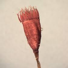 Attēlu rezultāti vaicājumam “Dicranella crispa”