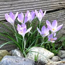 Attēlu rezultāti vaicājumam “Crocus tommasinianus flower”