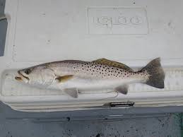 Image result for Cynoscion nebulosus