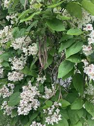 Attēlu rezultāti vaicājumam “Catalpa”