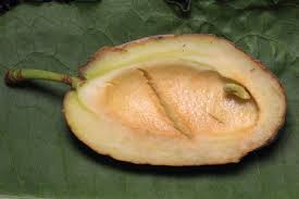 Attēlu rezultāti vaicājumam “Taphrina padi”