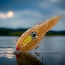 Image result for skiptondivers