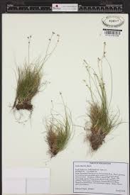 Attēlu rezultāti vaicājumam “Carex disperma”