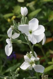 Image result for Levkoje