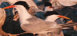 Image result for Sterna acuflavida