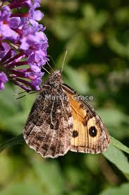 Attēlu rezultāti vaicājumam “Hipparchia semele underside”
