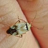 Attēlu rezultāti vaicājumam “Adelphocoris quadripunctatus”