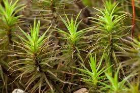Attēlu rezultāti vaicājumam “Polytrichum commune sporophyte”