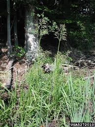 Attēlu rezultāti vaicājumam “Glyceria maxima”