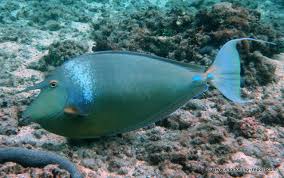 Image result for Naso unicornis