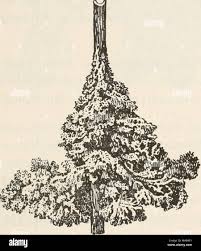 Attēlu rezultāti vaicājumam “Diderma umbilicatum plasmodium”