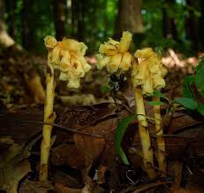 Attēlu rezultāti vaicājumam “Monotropa hypopitys flower”