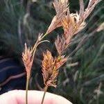 Attēlu rezultāti vaicājumam “Carex arenaria  flower”