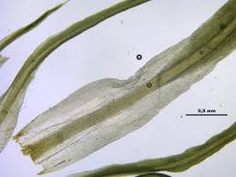 Attēlu rezultāti vaicājumam “Tortella tortuosa”