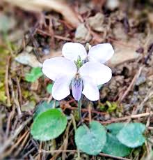 Attēlu rezultāti vaicājumam “Viola epipsila leaf”