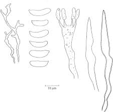Attēlu rezultāti vaicājumam “Vuilleminia comedens”