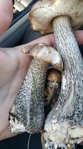 Attēlu rezultāti vaicājumam “Leccinum scabrum”