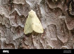 Attēlu rezultāti vaicājumam “Spilosoma lutea”