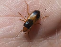 Attēlu rezultāti vaicājumam “Diachromus germanus”