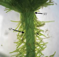 Attēlu rezultāti vaicājumam “Chara polyacantha”
