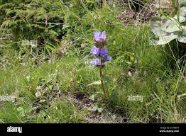 Attēlu rezultāti vaicājumam “Campanula cervicaria flower”