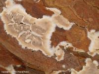 Attēlu rezultāti vaicājumam “Cylindrobasidium evolvens”