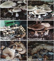 Attēlu rezultāti vaicājumam “Clitocybe nebularis”