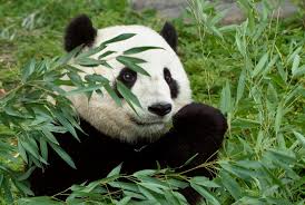 Image result for pandas