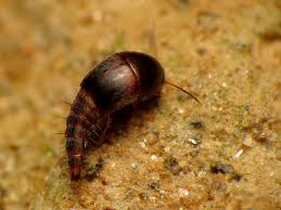 Attēlu rezultāti vaicājumam “Sepedophilus sp.”