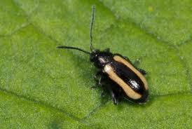 Attēlu rezultāti vaicājumam “Phyllotreta sp.”