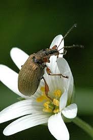 Attēlu rezultāti vaicājumam “Polydrusus mollis”
